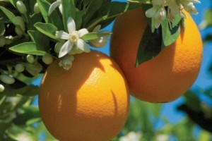 又是丰收季！美国新奇士橙首发京东生鲜，营养健康送到家